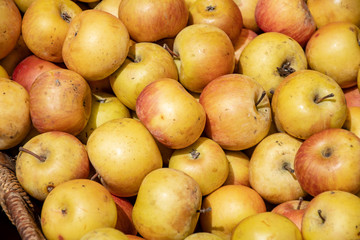 Fresh yellow apples in a farmer agricultural open air market, seasonal healthy food. Concept of biological, bio products, bio ecology, grown by yourself, vegetarians