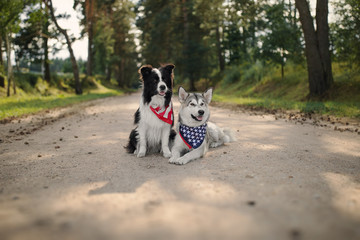 Two dogs celebrate Independence Day