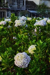 vibrant hydrangea flowers blossom