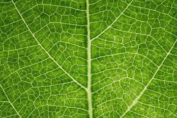 leaf close up in the detail