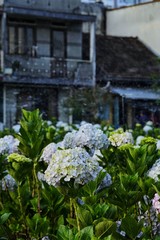 vibrant hydrangea flowers blossom