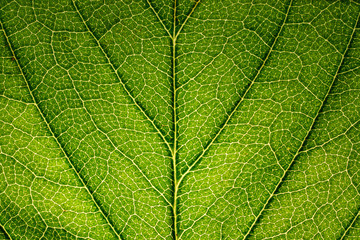 Fototapeta na wymiar leaf close up in the detail