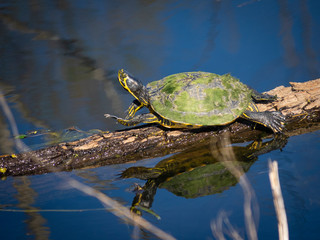 Cute little turtle takin sun and stretching on wood in water