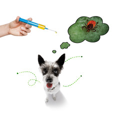 dog  with fleas, ticks or insects