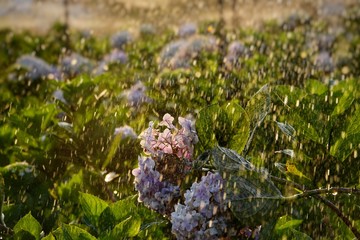 vibrant hydrangea flowers blossom