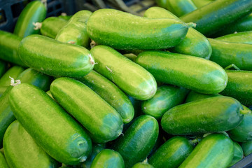 Fresh cucumbers in a farmer agricultural open air market, seasonal healthy food. Concept of biological, bio products, bio ecology, grown by yourself, vegetarians