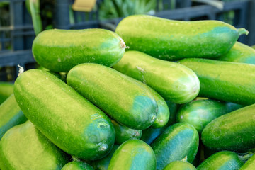 Fresh cucumbers in a farmer agricultural open air market, seasonal healthy food. Concept of biological, bio products, bio ecology, grown by yourself, vegetarians