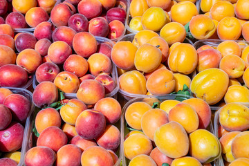 Fresh apricots in a farmer agricultural open air market, seasonal healthy food. Concept of biological, bio products, bio ecology, grown by yourself, vegetarians