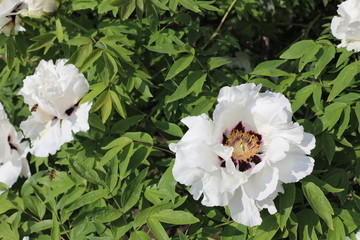 bouquet of white flowers