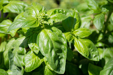 Fresh basil in a farmer agricultural open air market, seasonal healthy food. Concept of biological, bio products, bio ecology, grown by yourself, vegetarians