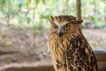 A wild owl giving a strange look to the camera.