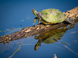 Cute little turtle takin sun and stretching on wood in water