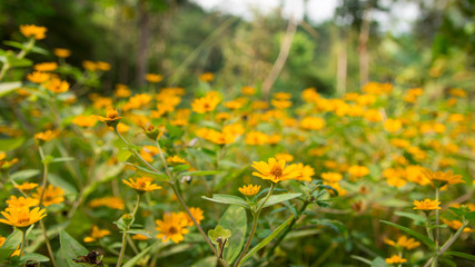 Wildflowers in bloom growing in the forest.