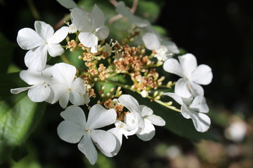 flowers of viburnum in spring, flowering Bush 