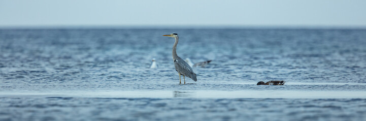 graureiher am meer