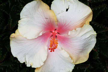 Hibiscus © Stephan von Mikusch