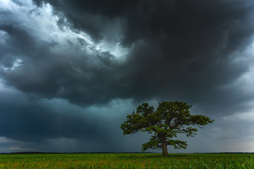 Dark thunderstorm clouds over the oak tree