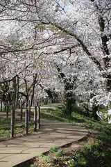 桜　桜並木