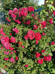 Shrub red roses