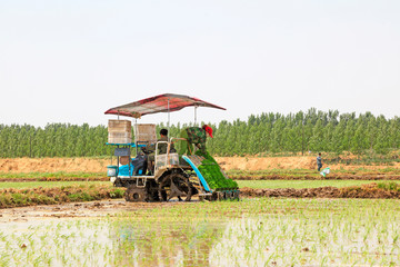 rice planting mechanization operation in the fields, tangshan city, hebei province, China