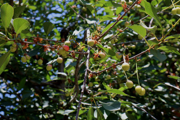 Ripening the fruit of the cherry tree	
