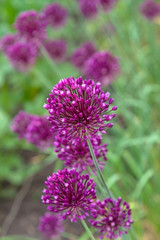 Seeds in flowering garlic