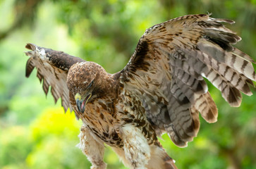 red-tailed hawk or Buteo jamaicensis close-up portrait
