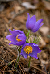 Pulsatilla patens or Eastern pasqueflower