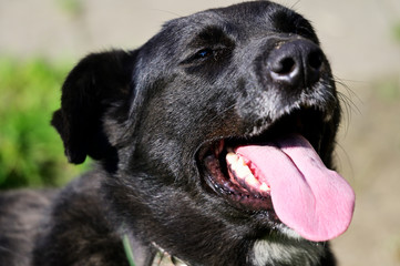 Obraz premium Black dog with detail on head.