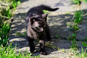 Little black kitten outdoors in the garden.