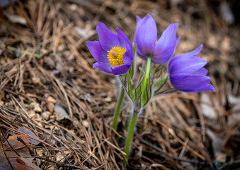 Fototapeta premium Pulsatilla patens or Eastern pasqueflower