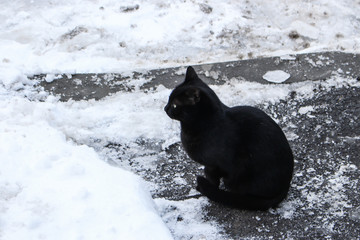 The image of black cat sitting on frozen sidewalk with snow, Bucharest, Romania.