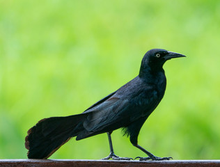 Carib grackle or Greater Antillean blackbird on green