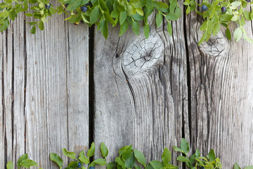 Old wooden gray background with branches of blueberries.