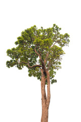 Obraz premium tree isolate