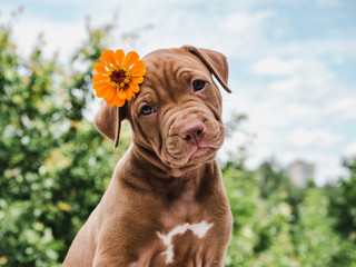 Cute, charming puppy, sitting on a soft rug on a background of green trees, blue sky and clouds on a clear, summer day. Close-up. Pet care concept