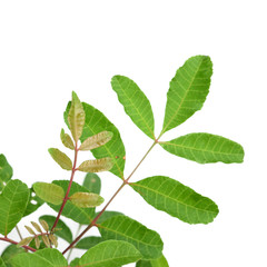 Fototapeta premium Green tree leaf isolated on white background