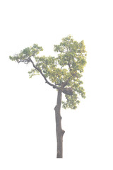 Fototapeta premium Tree isolated on white