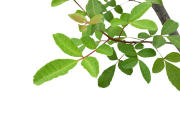 Green tree leaf isolated on white background