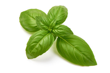 Fresh organic Basil Leaves, close-up, isolated on white background