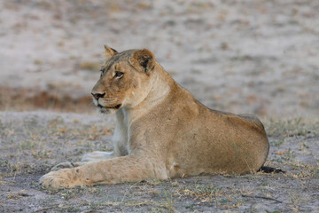 une lionne en Afrique du Sud