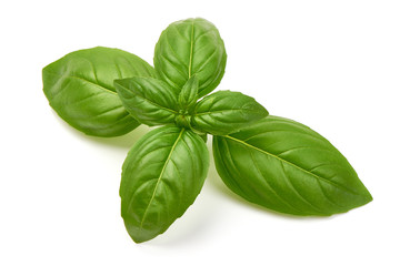 Fresh Green Basil Leaf, close-up, isolated on white background