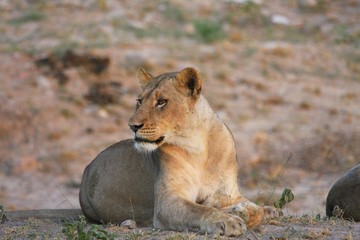 une lionne en Afrique du Sud