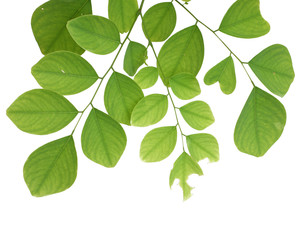 Fototapeta na wymiar Green tree leaf isolated on white background