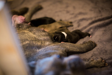 Französische Bulldoggen