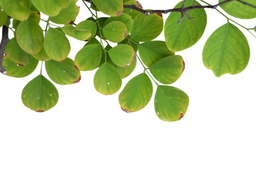 Green tree leaf isolated on white background