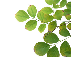 Fototapeta premium Green tree leaf isolated on white background