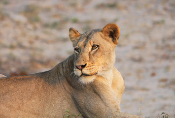 une lionne dans la savane en Afrique du Sud