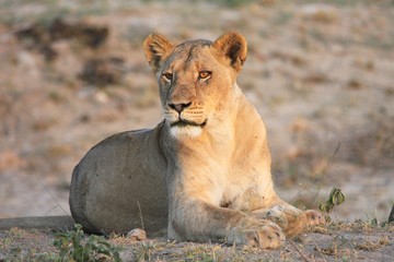 une lionne couchée dans la savane en Afrique du Sud