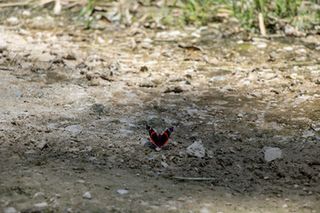 Butterfly resting in the shade